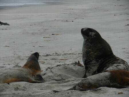 Sea lions on the beach